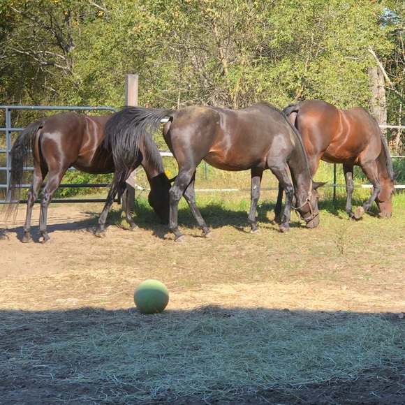 Meet your Posher, Stephanie - Picture 6 of 7